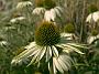 Echinacea purpurea alba2